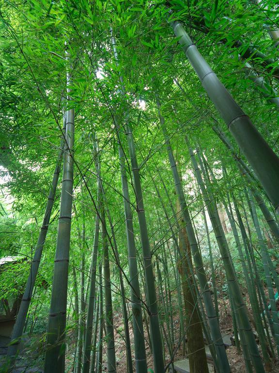 Hakone Tokinoshizuku Hotel Buitenkant foto Bamboo forest